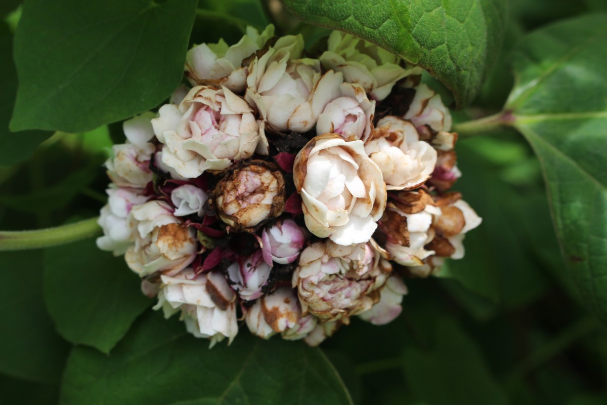 Clerodendrum chinense (Osbeck) Mabb.